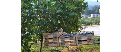 Cantina Fratelli Vogadori: Valpolicella-Weinverkostung