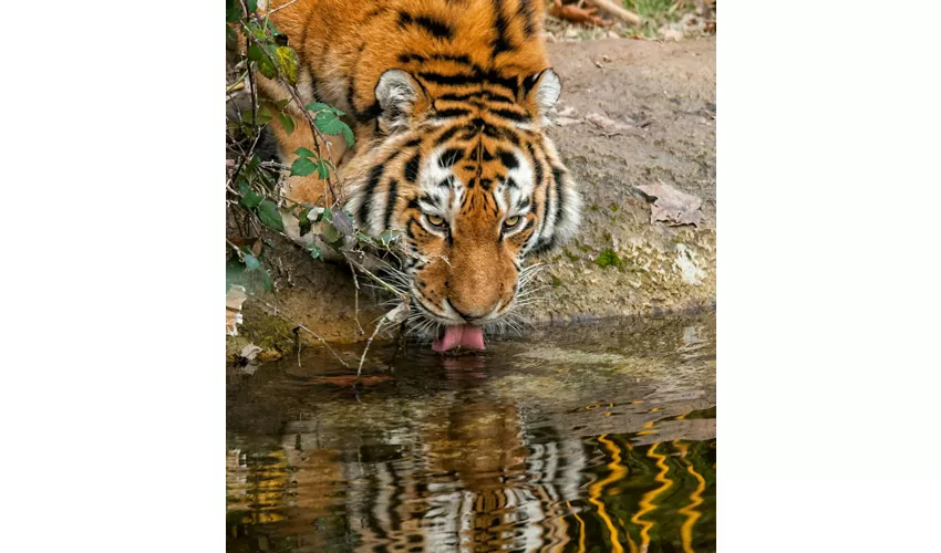 Parco Natura Viva: Biglietto a data aperta