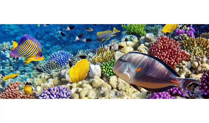 Gardaland SEA LIFE Aquarium: Entrada
