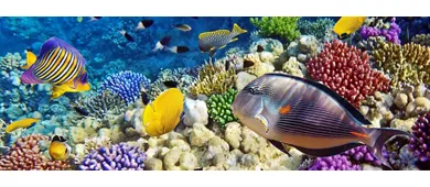 Gardaland SEA LIFE Aquarium: Entry Ticket