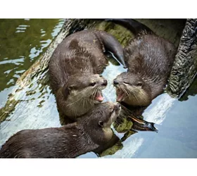 Acuario de Cattolica: Entrada + Comida