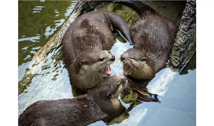 Acuario de Cattolica: Entrada + Comida