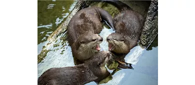 Acuario de Cattolica: Entrada + Comida