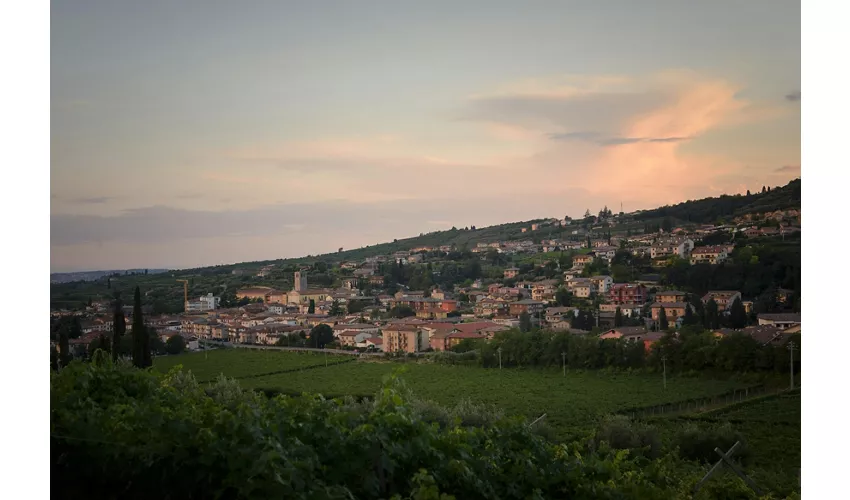 Cantina Fratelli Vogadori: Valpolicella-Weinverkostung