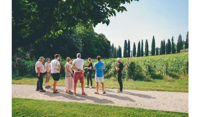 Amarone Wine-Tasting Tour from Verona