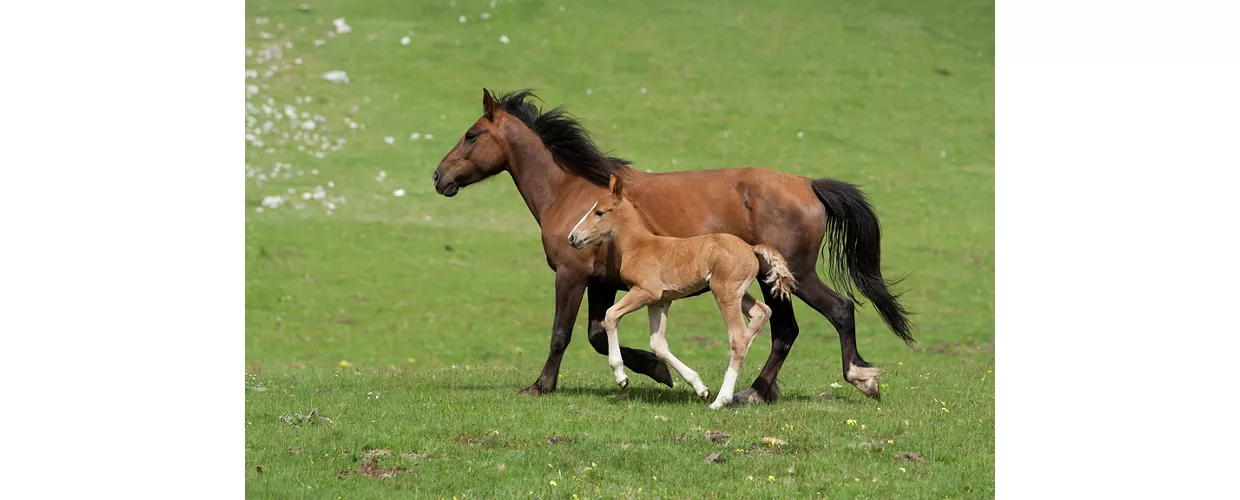 Horses