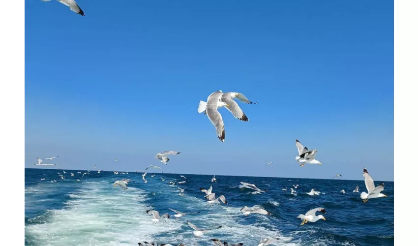 Milano Marittima: Excursión en barco de medio día por la Riviera Romagnola