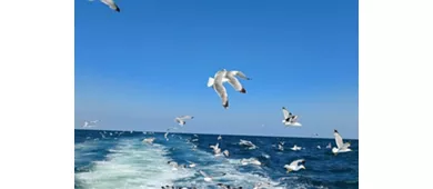 Milano Marittima: Excursión en barco de medio día por la Riviera Romagnola