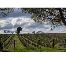 Guided Winery Tour and Private Tasting in Montefalco