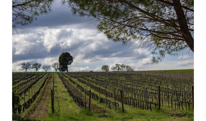 Guided Winery Tour and Private Tasting in Montefalco