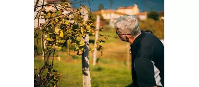 Verona: Prosecco Wine Tour from Venice
