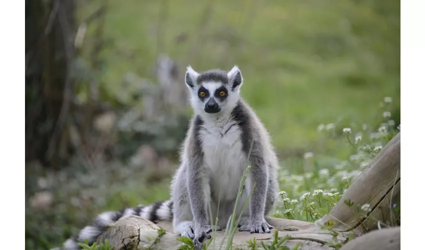 Parco Natura Viva: Biglietto a data aperta