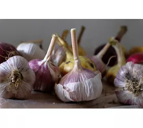 Red Garlic from Sulmona, Abruzzo: an indigenous variety that is popular abroad