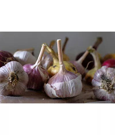 Red Garlic from Sulmona, Abruzzo: an indigenous variety that is popular abroad