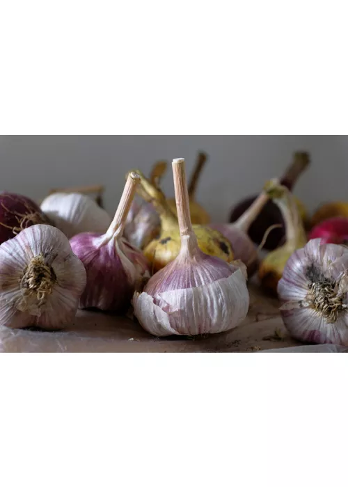 Red Garlic from Sulmona, Abruzzo: an indigenous variety that is popular abroad