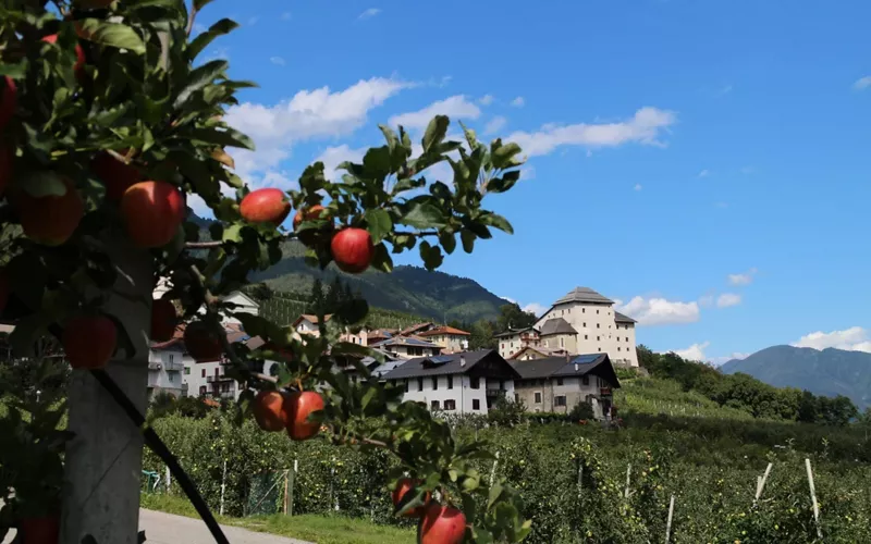 Entre los manzanos «solandri» con Alpine Gravel Bassa Valle