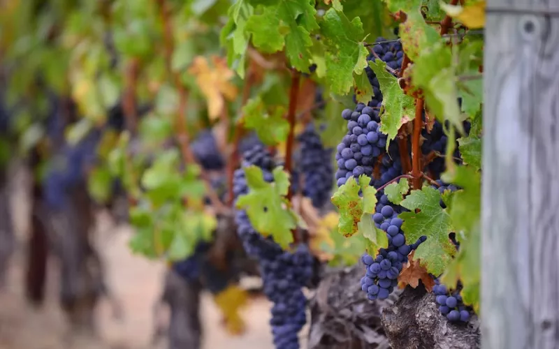 Amarone de Valpolicella