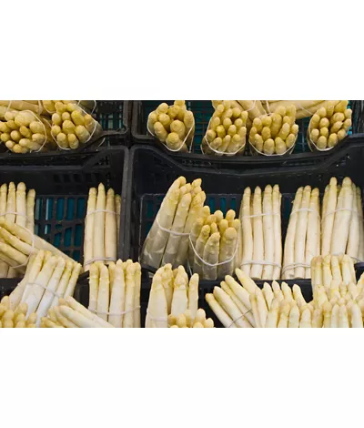 The white asparagus of Cimadolmo, a vegetable loved since ancient times