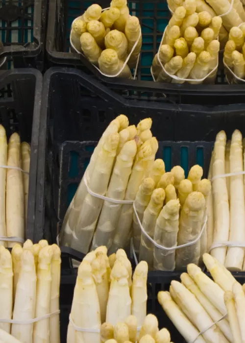 The white asparagus of Cimadolmo, a vegetable loved since ancient times