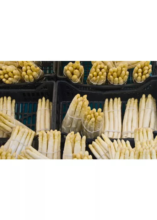 El espárrago blanco de Cimadolmo, una hortaliza amada desde la antigüedad