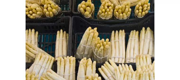 O Espargo branco de Cimadolmo IGP também apreciado pelos egípcios e romanos
