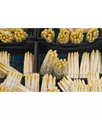 O Espargo branco de Cimadolmo IGP também apreciado pelos egípcios e romanos