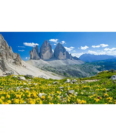 In the Dolomites, discovering winter flowers