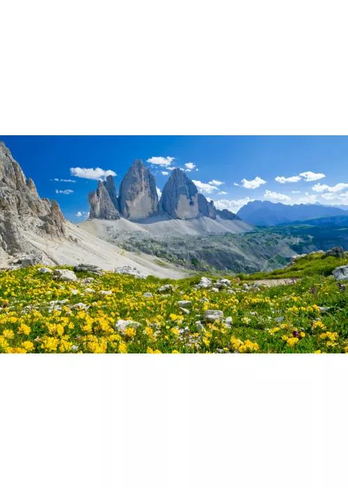 En los Dolomitas, descubriendo las flores de invierno