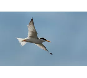 Le delta du Pô : itinéraire lent le long des branches du Grand Fleuve