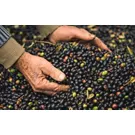 Zwischen See und Hügeln, das native Olivenöl extra Garda g.U.