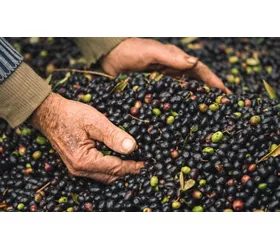 Zwischen See und Hügeln, das native Olivenöl extra Garda g.U.