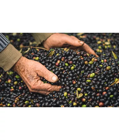 Tra lago e colline, l'olio extra vergine di oliva Garda DOP