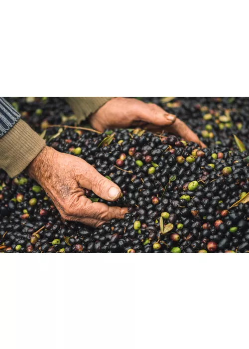 Tra lago e colline, l'olio extra vergine di oliva Garda DOP