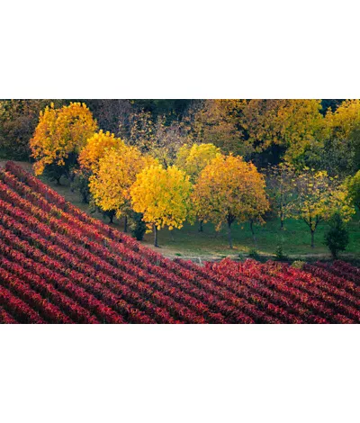 Emilia Romagna: descubriendo las tierras del Lambrusco, el vino tinto espumoso con alma