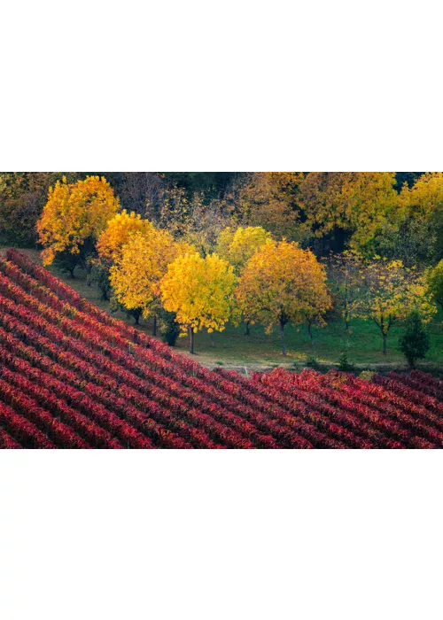 Emilia Romagna: descubriendo las tierras del Lambrusco, el vino tinto espumoso con alma