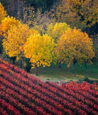 Emilia Romagna: descubriendo las tierras del Lambrusco, el vino tinto espumoso con alma
