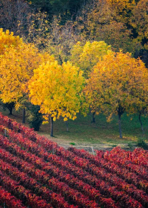 Emilia Romagna: descubriendo las tierras del Lambrusco, el vino tinto espumoso con alma