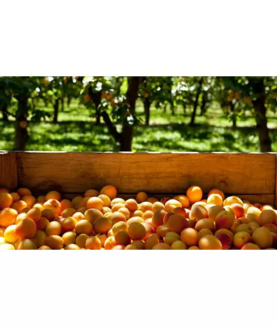 On the hunt for goodness in Trentino: Val Venosta apricots