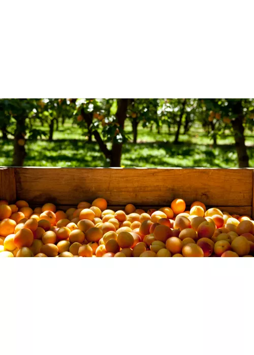 On the hunt for goodness in Trentino: Val Venosta apricots