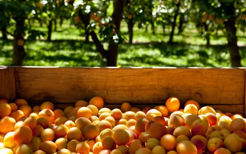 On the hunt for goodness in Trentino: Val Venosta apricots