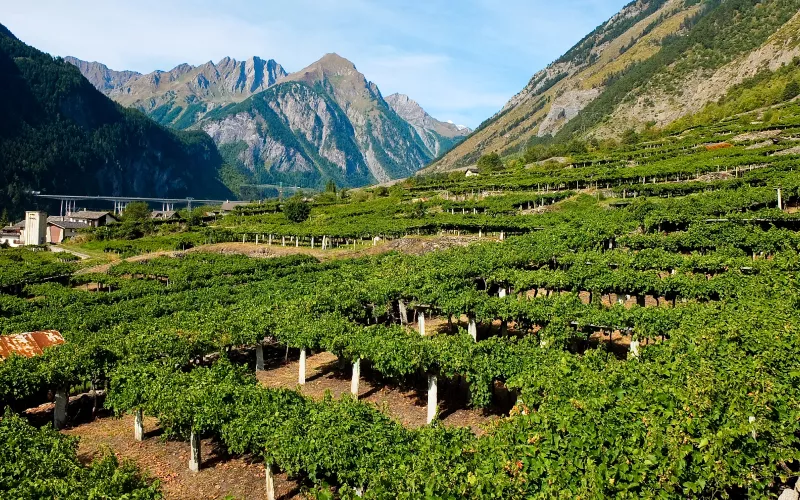 Beber en el Valle de Aosta: el rico panorama vinícola