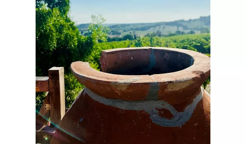 Tenuta La Viola: Guided Tour and Wine Tasting