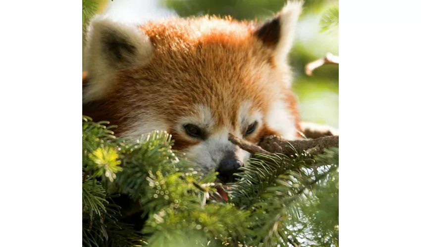 Parco Natura Viva: Biglietto a data aperta