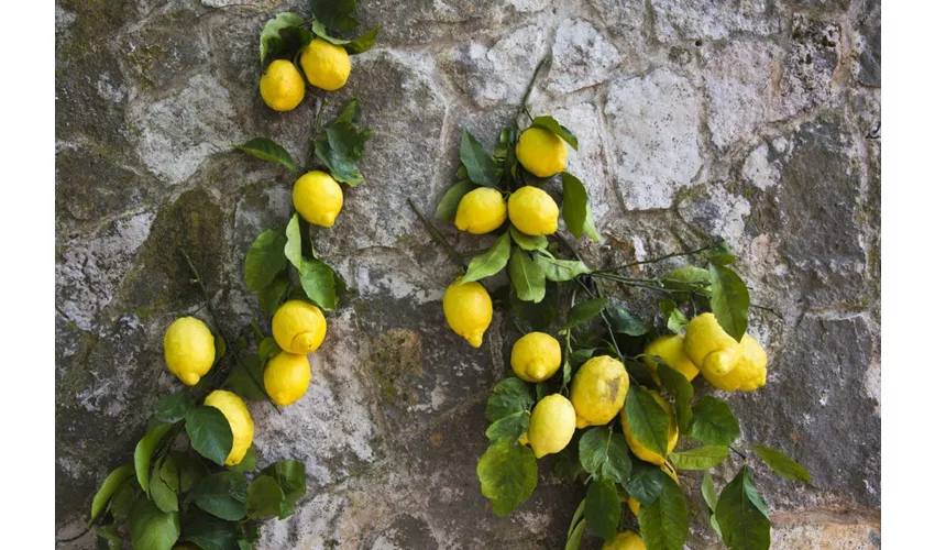 Pompei e Positano: gita di un giorno per piccoli gruppi da Roma + degustazione di limoncello