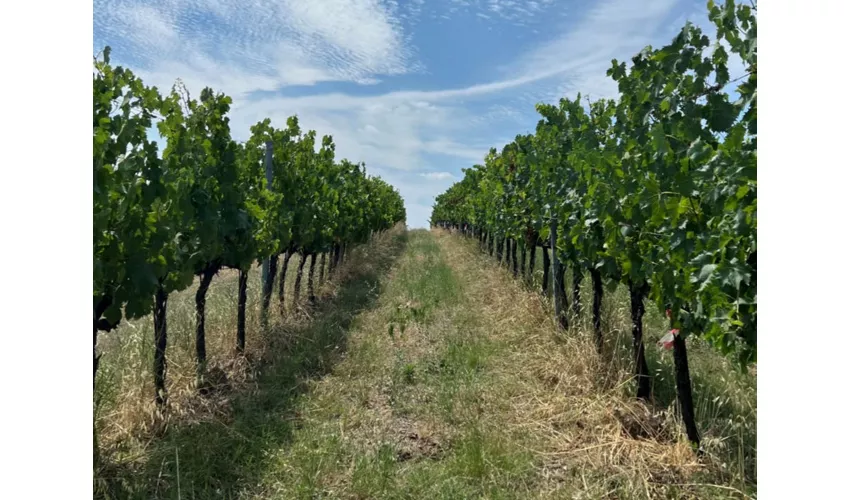 Tenuta La Viola: Guided Tour and Wine Tasting