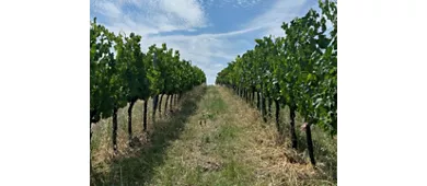 Tenuta La Viola: Guided Tour and Wine Tasting