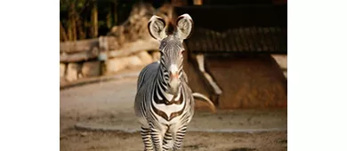Parque Natura Viva: Entrada con fecha abierta