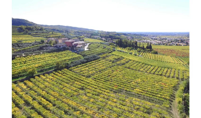 Cantina Fratelli Vogadori: Valpolicella-Weinverkostung