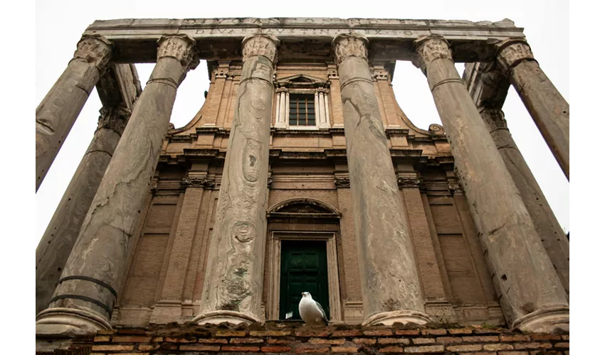 Coliseo y Foro Romano: Visita guiada semiprivada