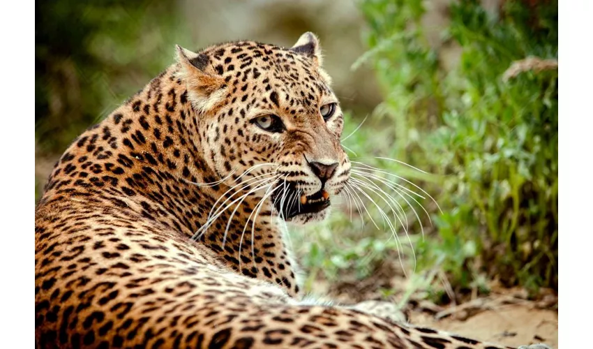 Jardim Zoológico de Abruzzo: bilhete de entrada